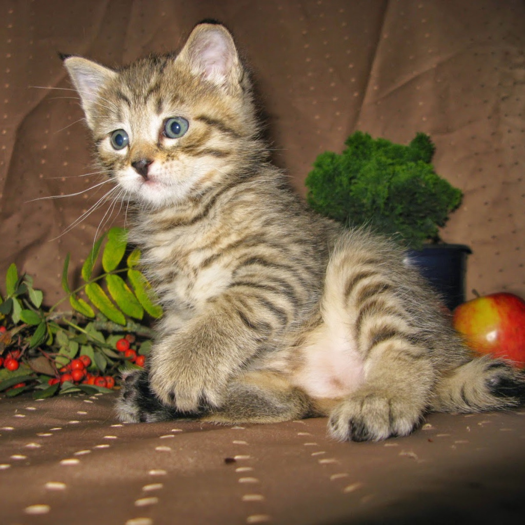 Котенок породы пиксибоб