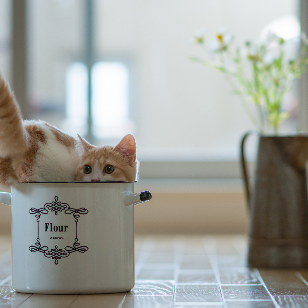 Котенок в кастрюле