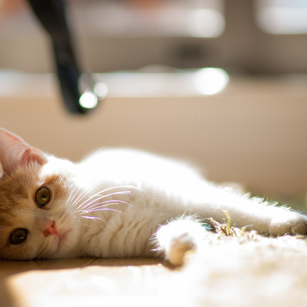 Котенок лежит на боку