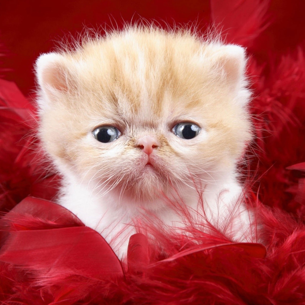 Kitten on a red background