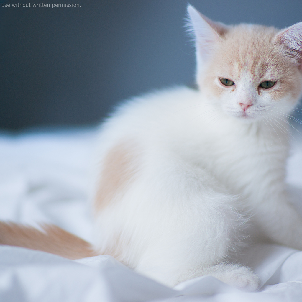 Котенок на белой постели