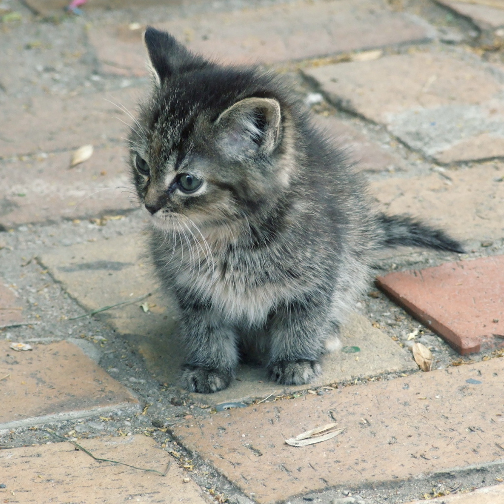 Котенок на улице