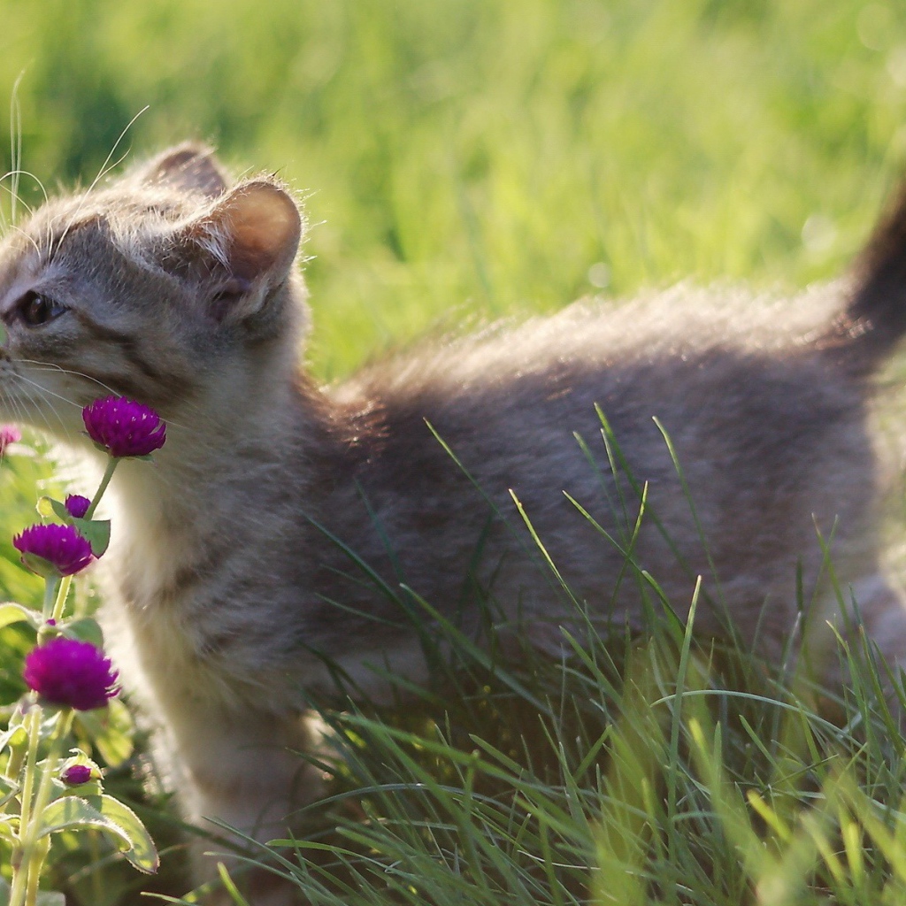 Котенок нюхает цветы