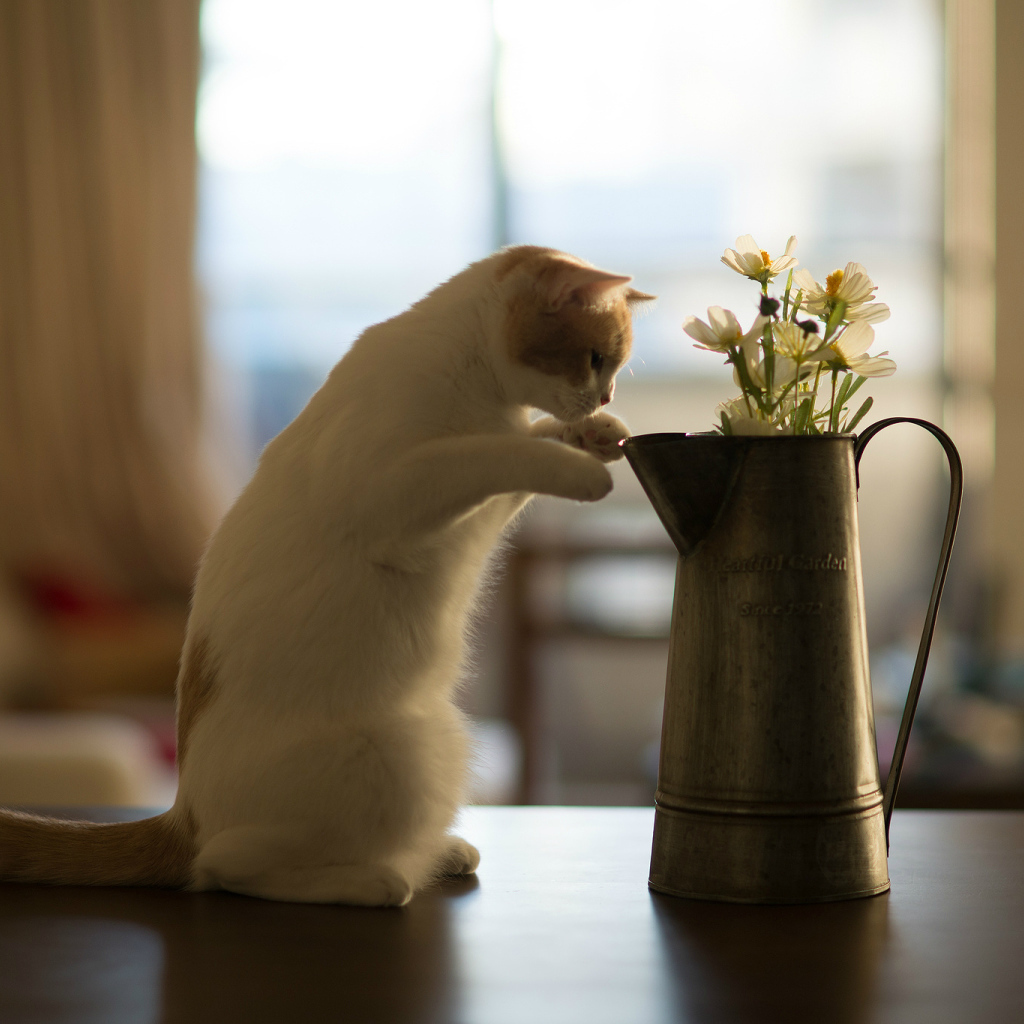 Котенок нюхает цветы