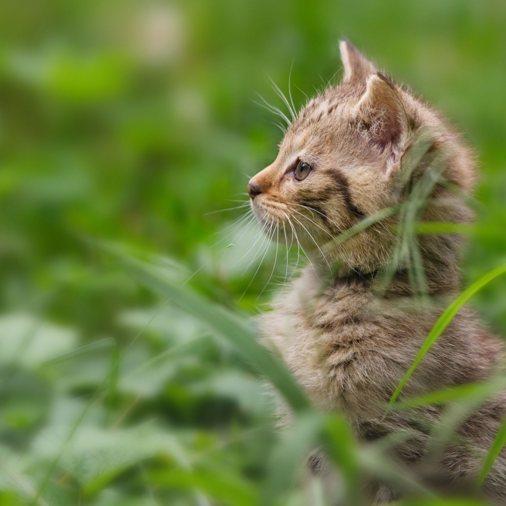 Котенок гуляет в траве