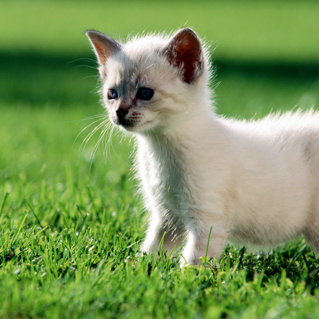 Котенок гуляет по газону