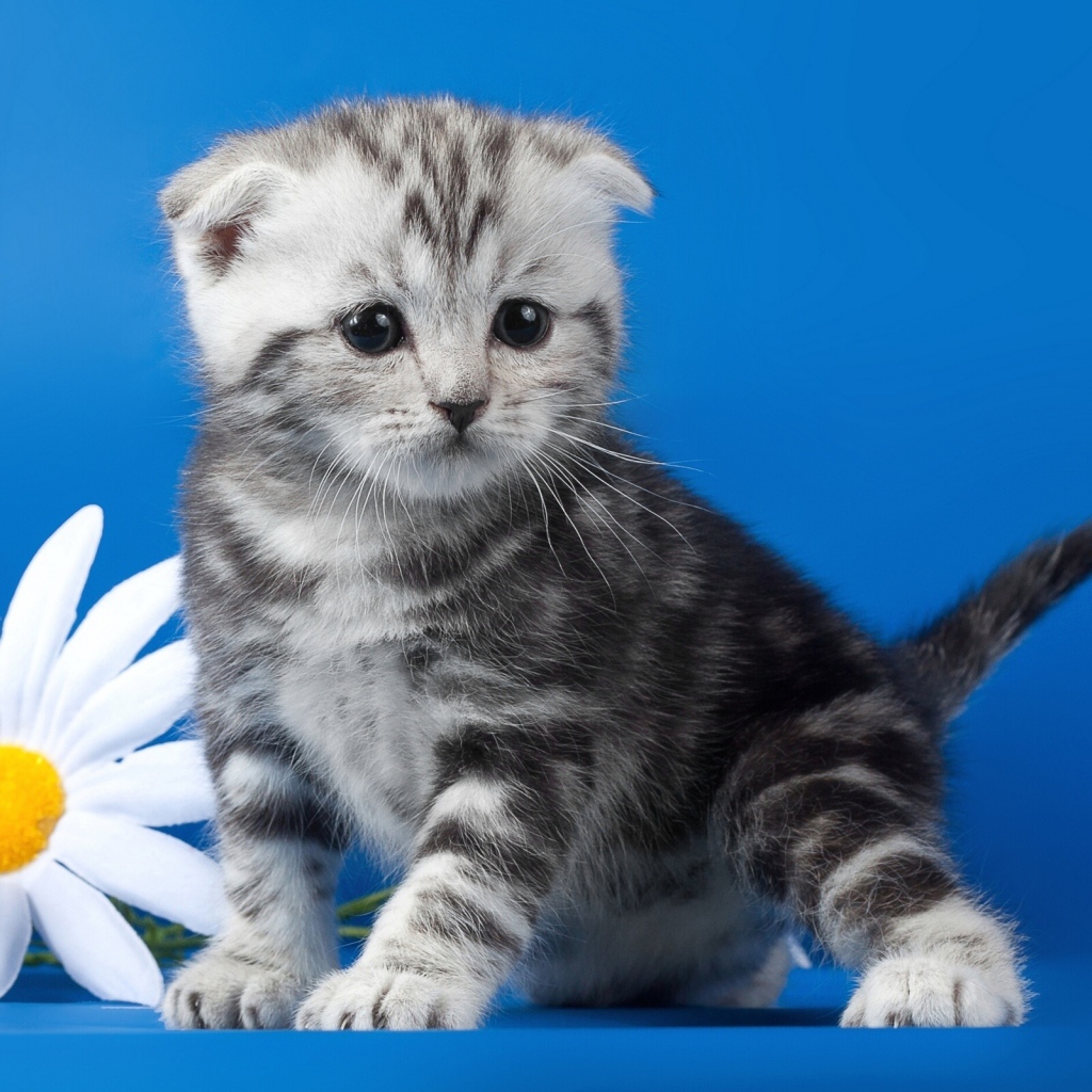 Котенок с ромашками