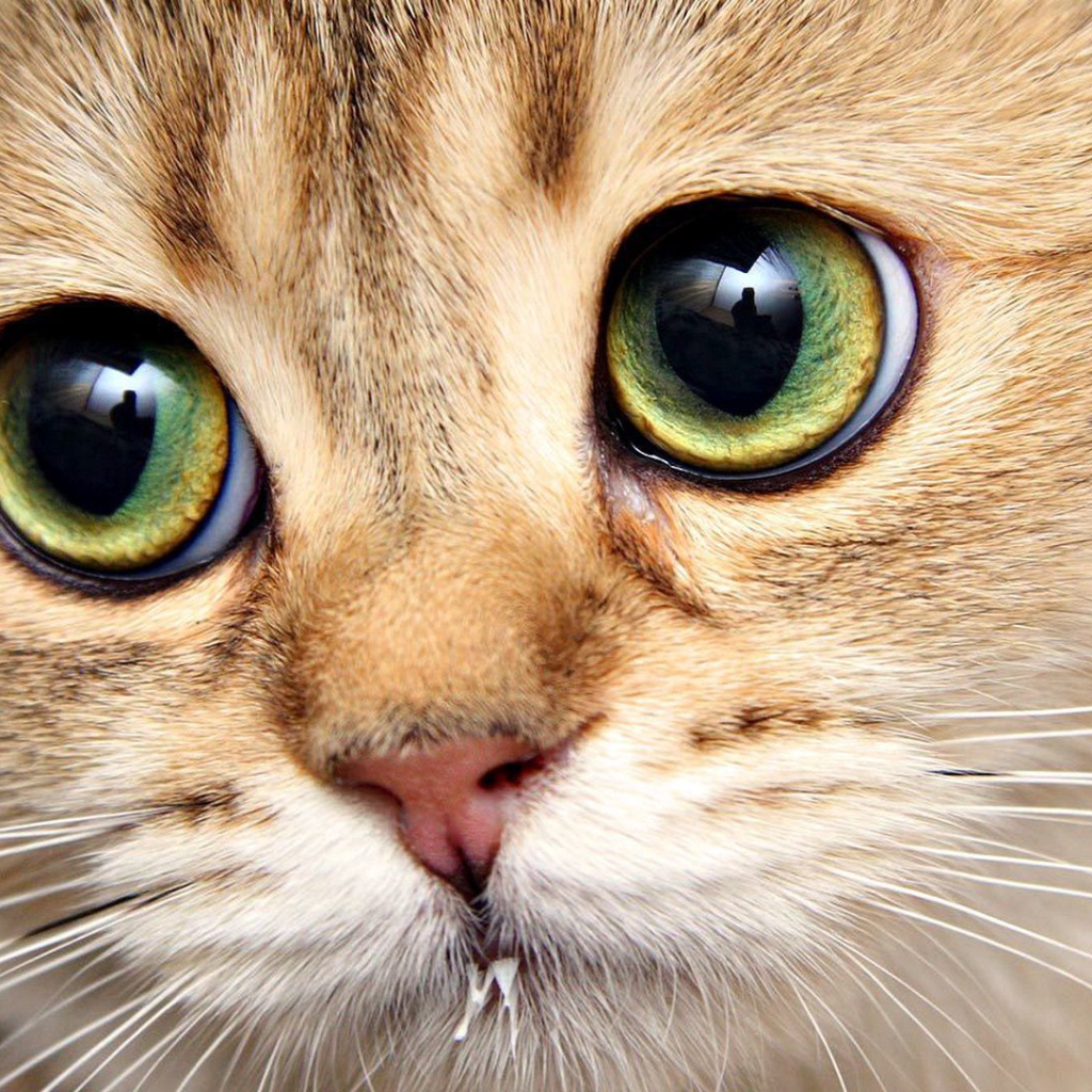 Котенок с выразительными глазами