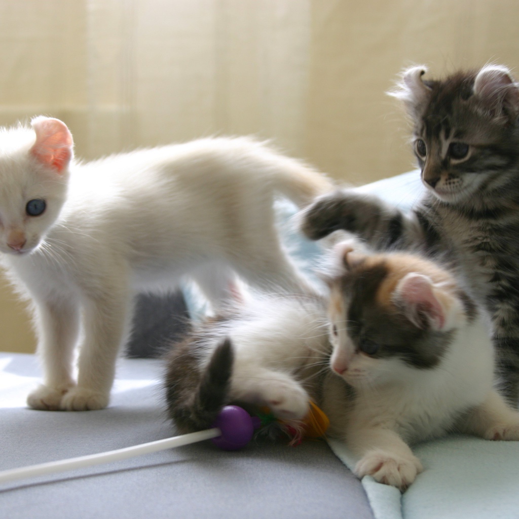 Котята породы американский керл