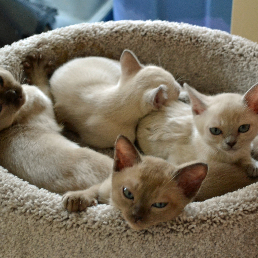 Котята тонкинской кошки в корзине