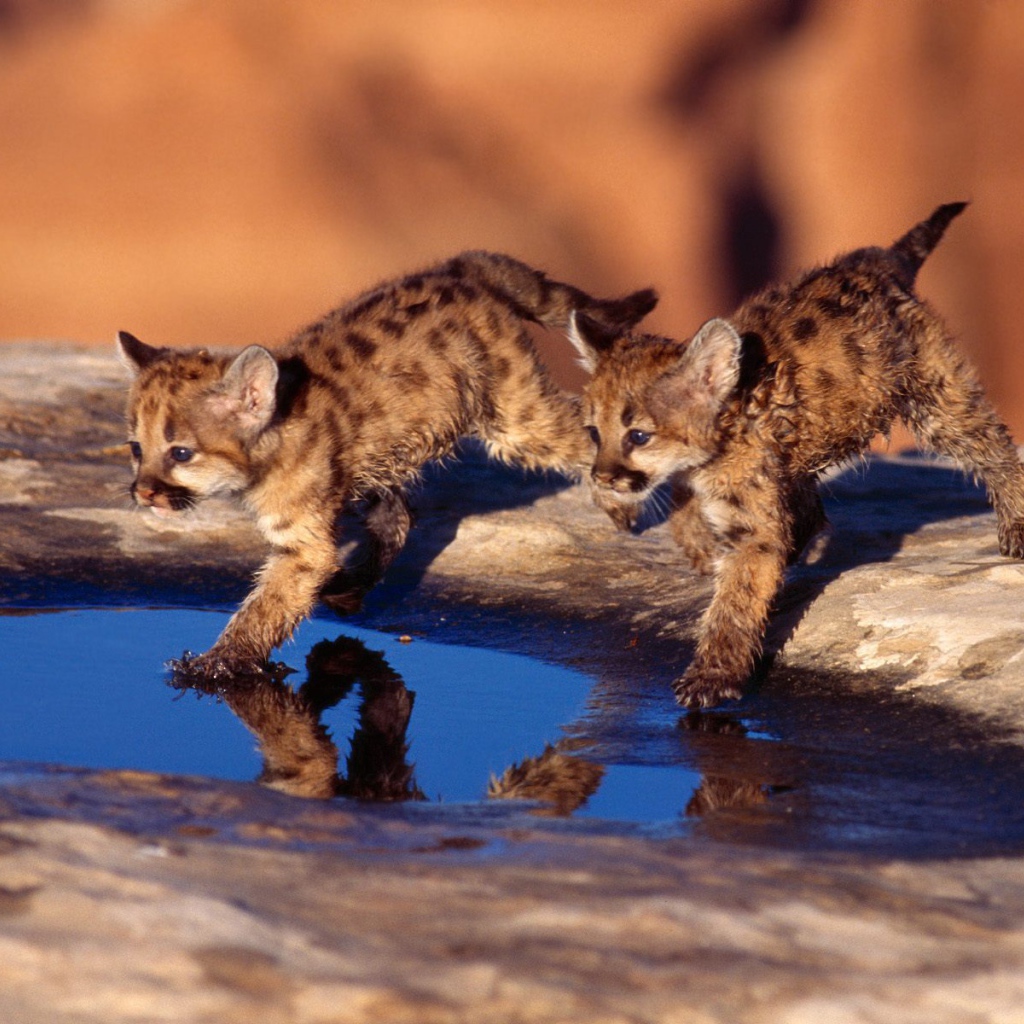 Котята бегут по воде