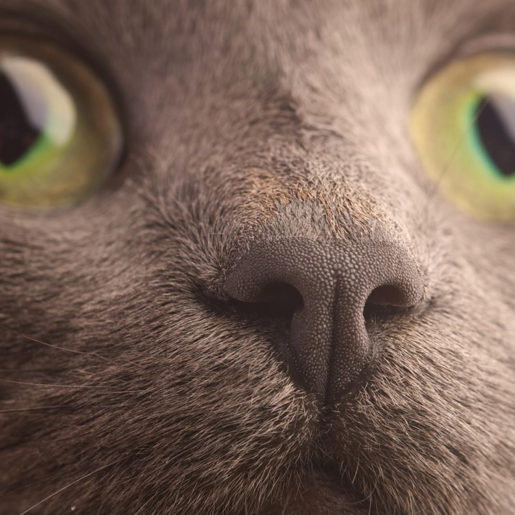 Мордочка кота корат