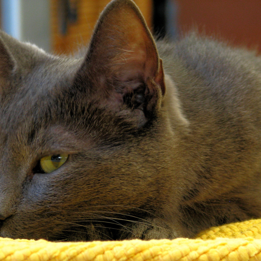 Корат лежит на коврике