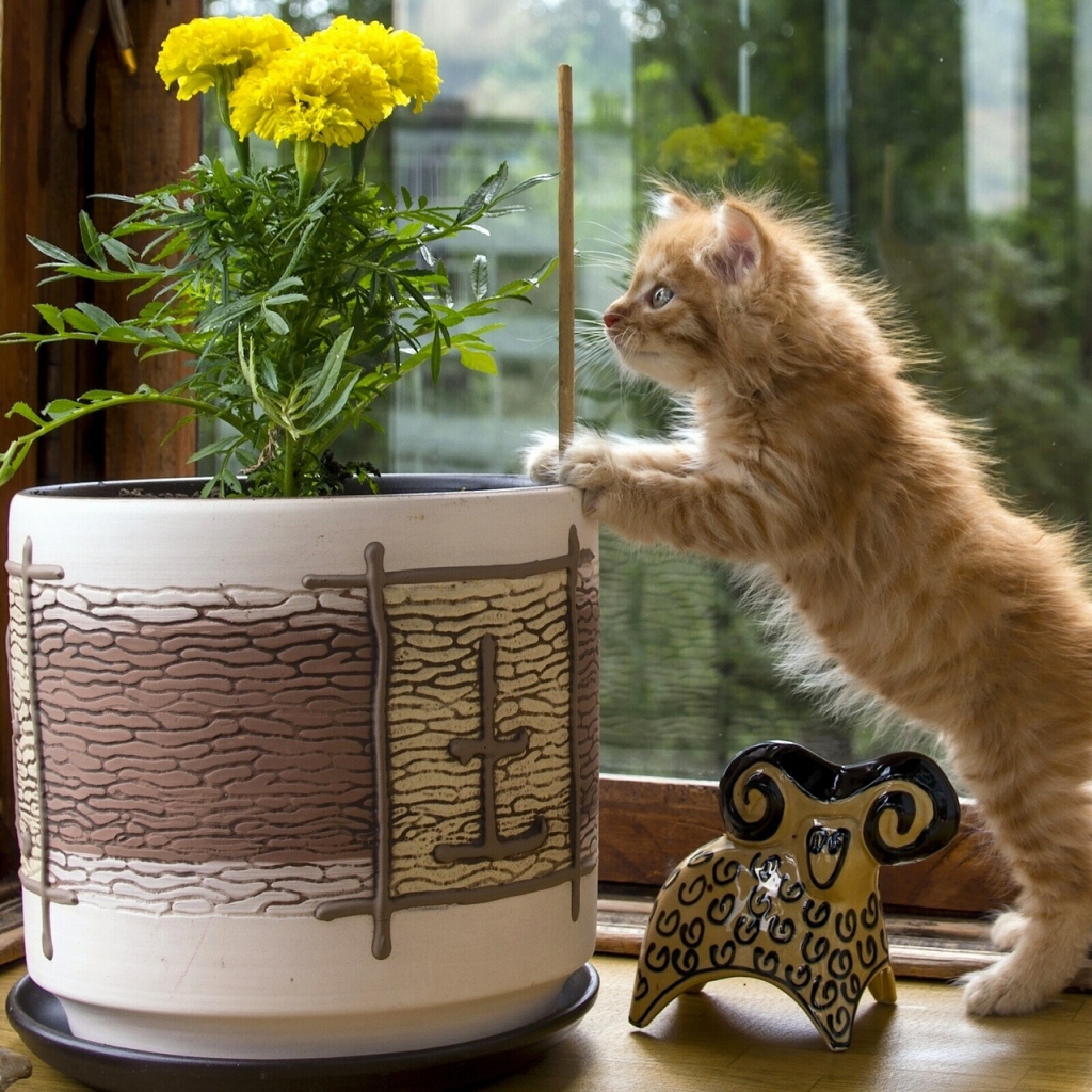 Котенок курильского бобтейла проверяет цветок