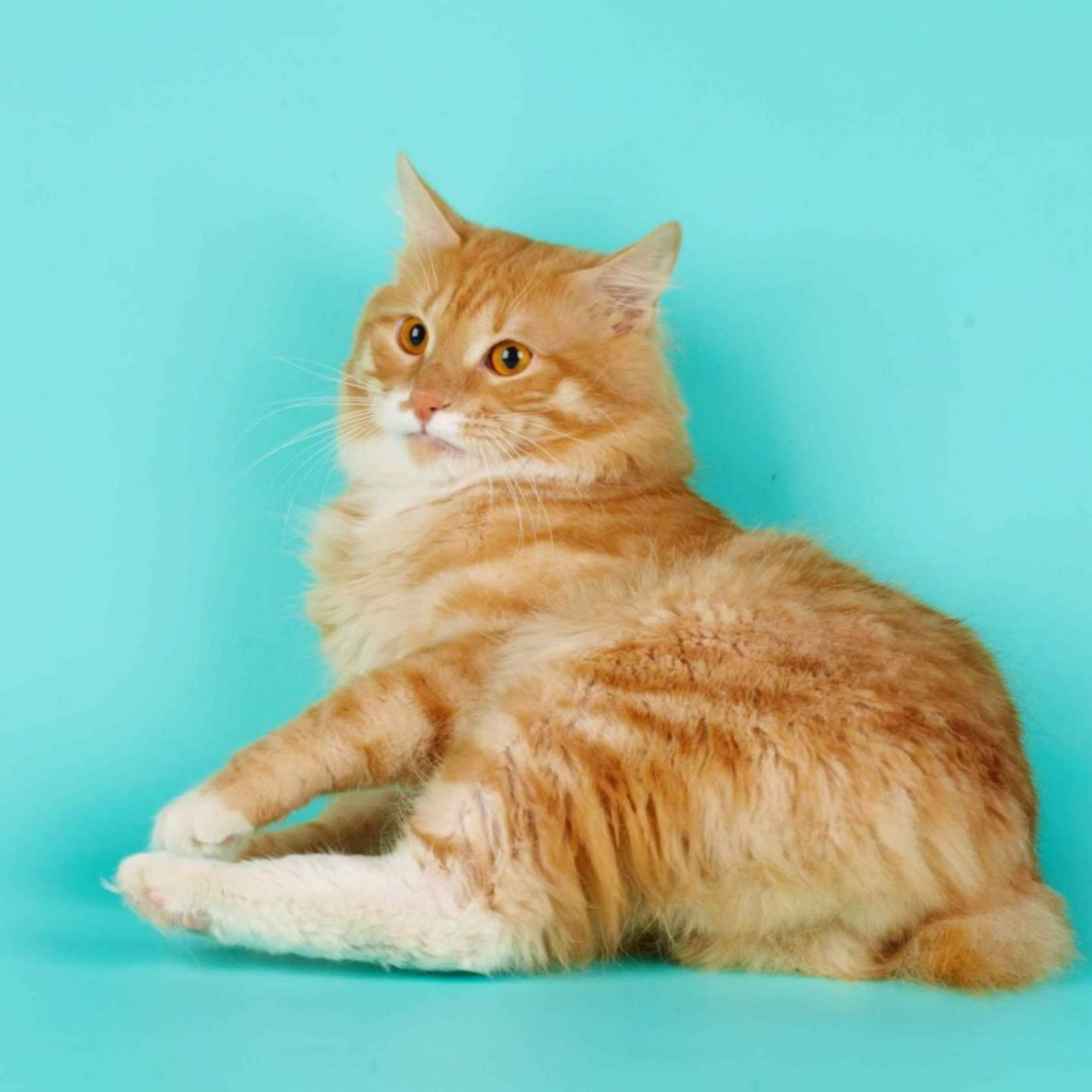 Курильский бобтейл на голубом фоне