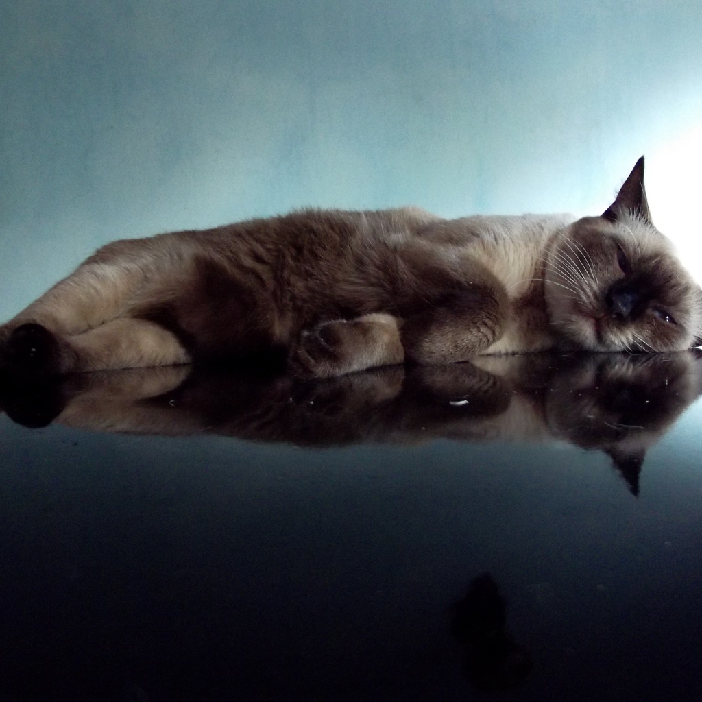 Ленивая сиамская кошка