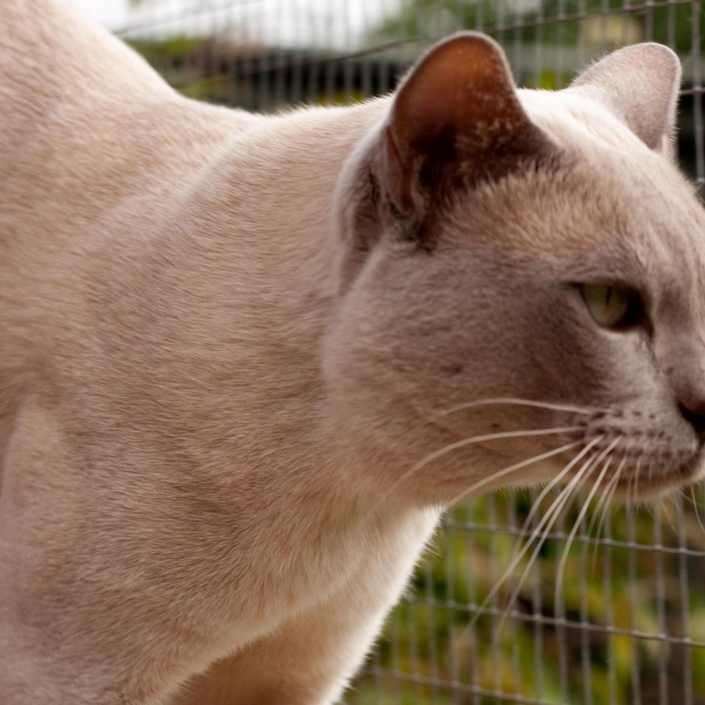 Светлая бурманская кошка