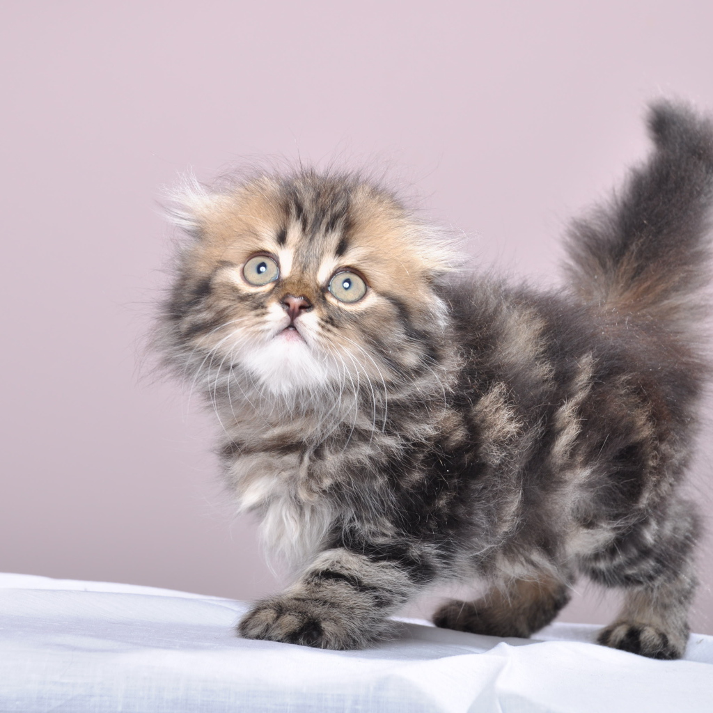 Маленький котенок британской длинношерстной кошки