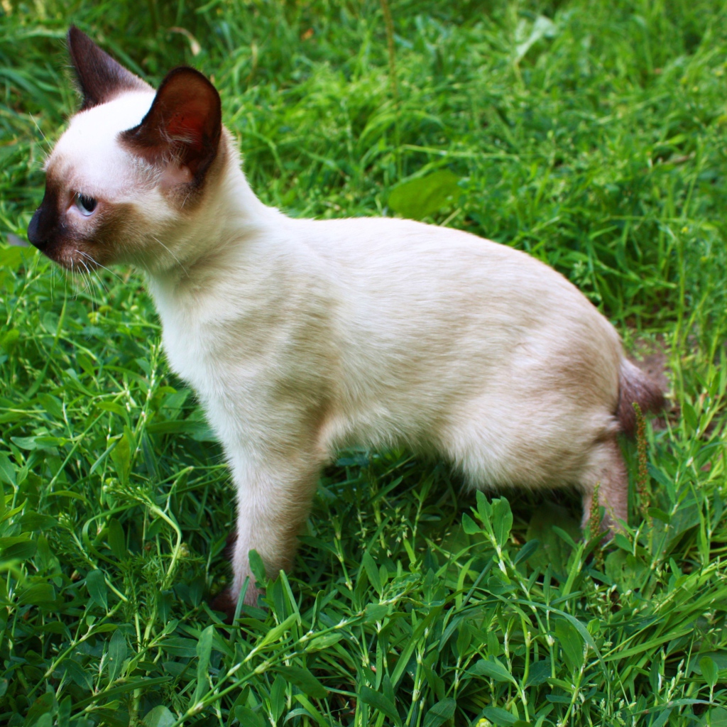 Маленький меконгский бобтейл на траве