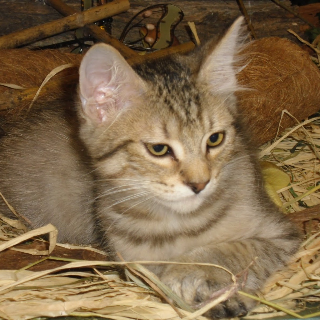 Маленький котенок пиксибоб