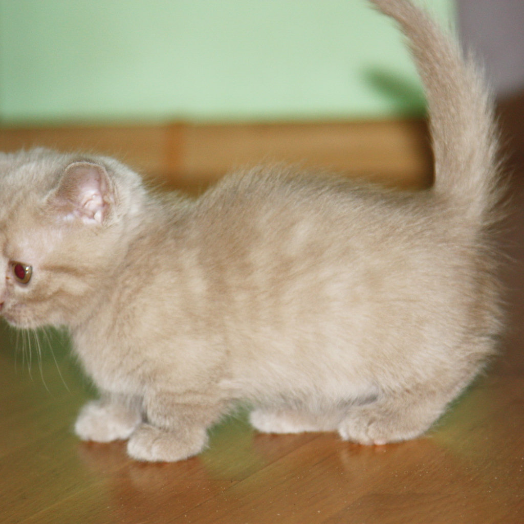 Маленький котенок манчкин