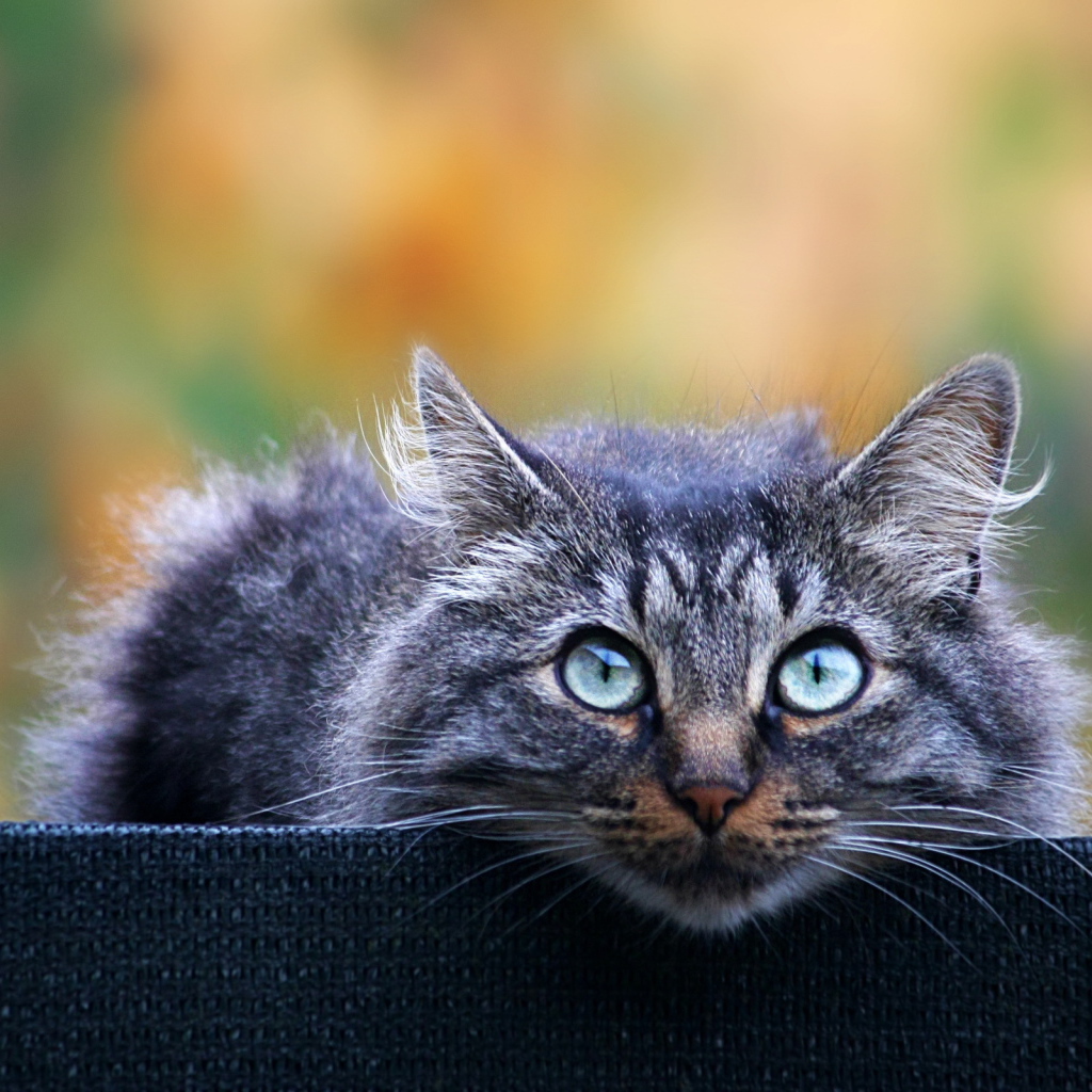 Взгляд кота охотника