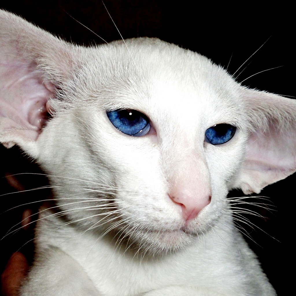 Лопоухий форин вайт