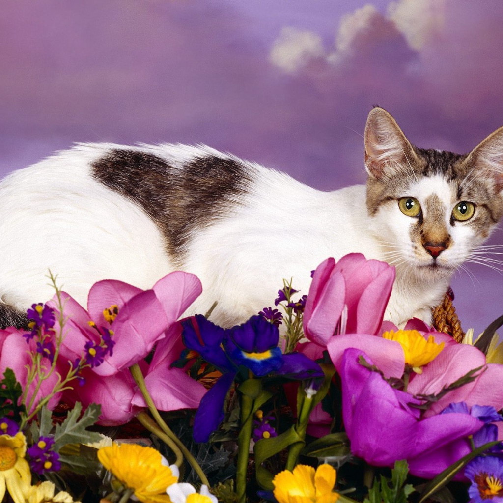 Любимый кот