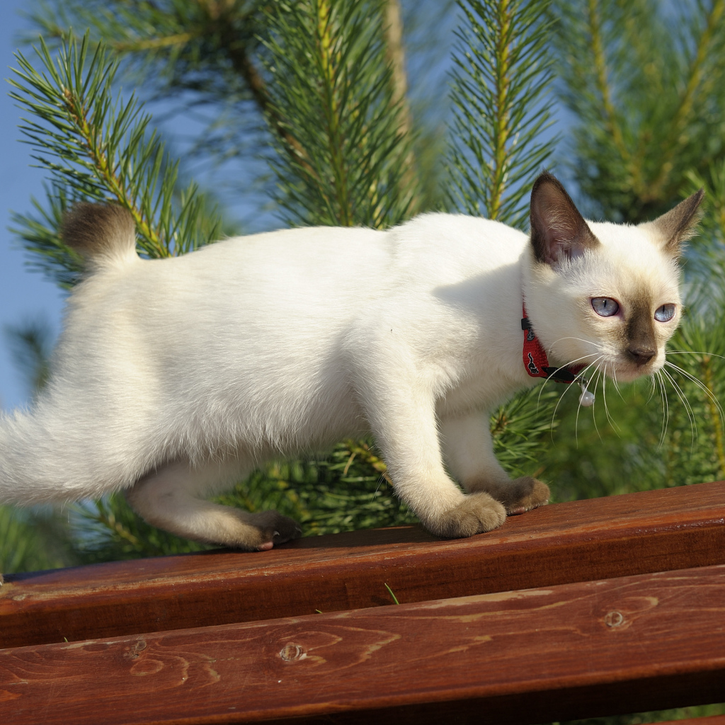 Меконгский бобтейл на улице