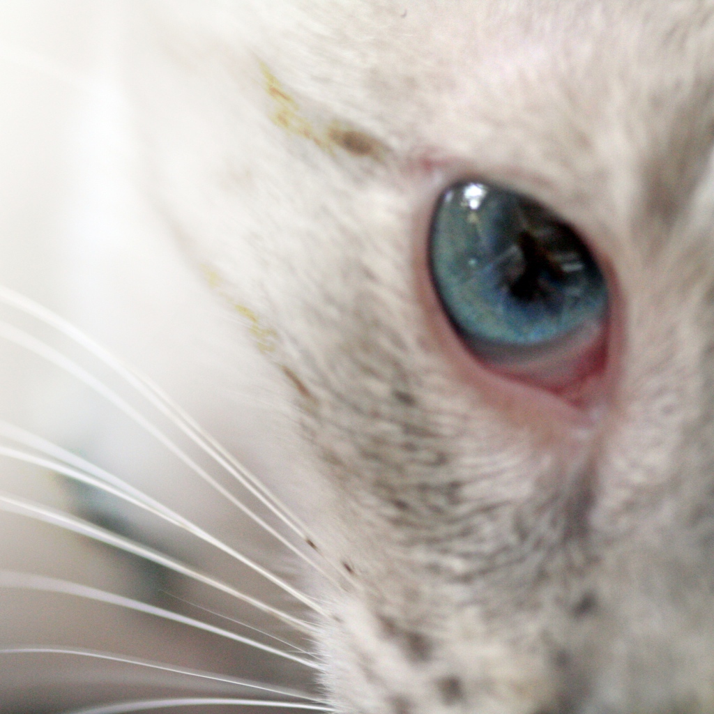 Глаз кошки меконгский бобтейл