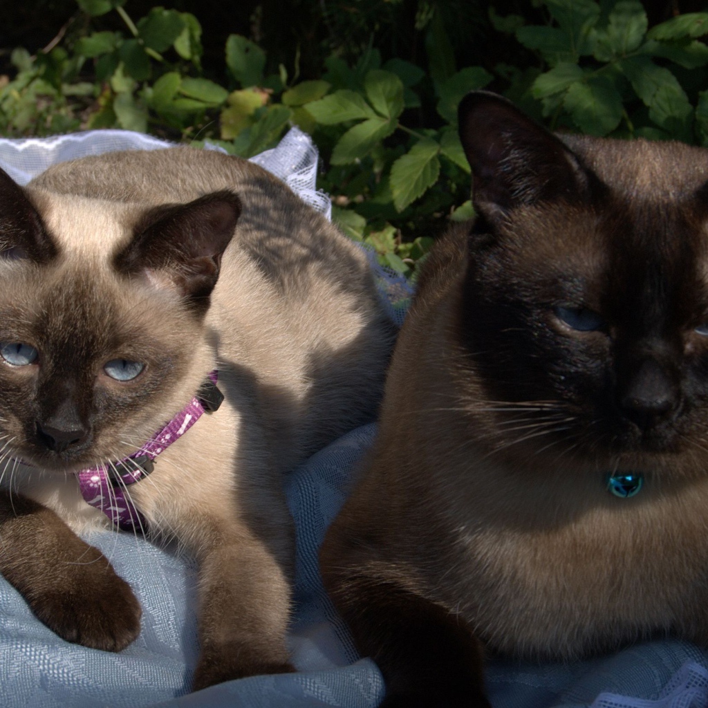 Коты породы меконгский бобтейл