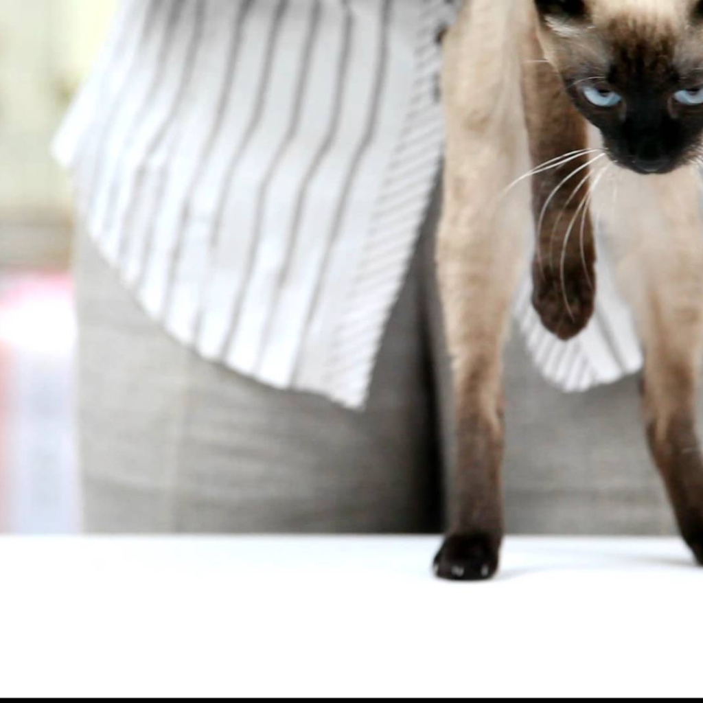 Меконгский бобтейл стоит на задних лапах