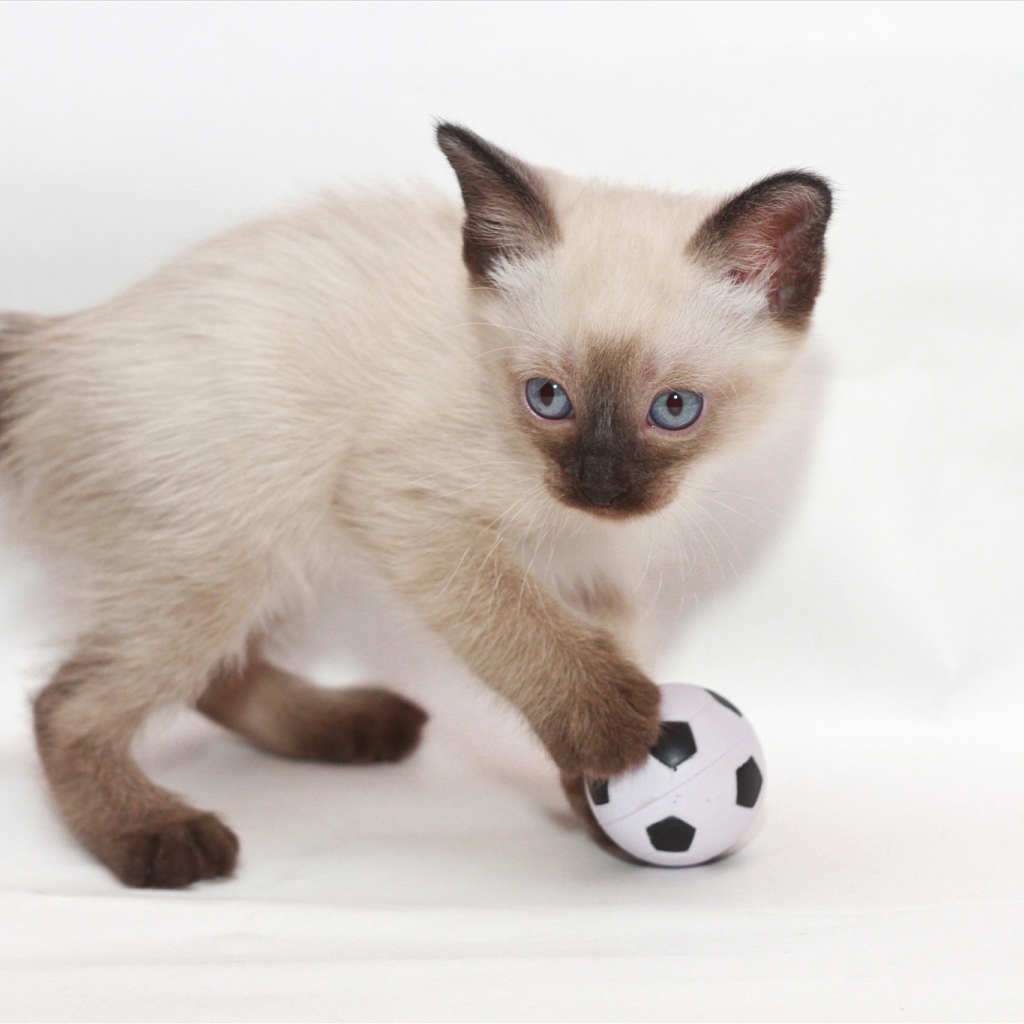Котенок меконгский бобтейл с мячом