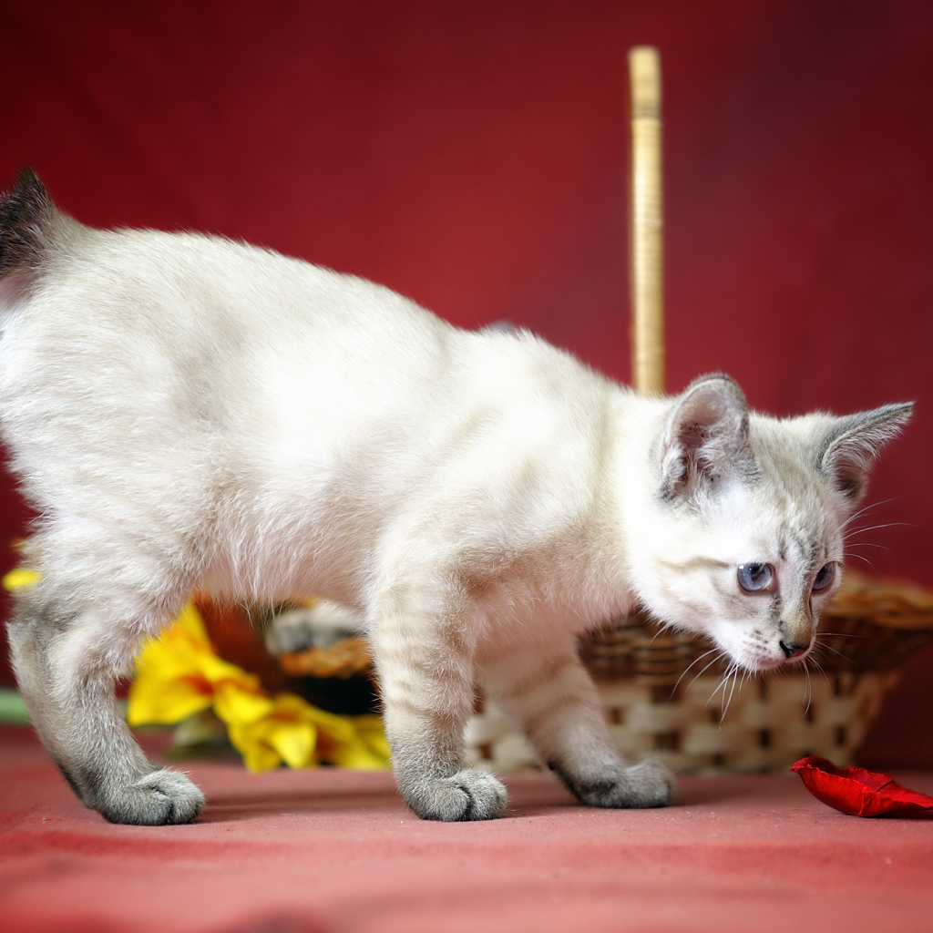 Меконгский бобтейл на красном фоне