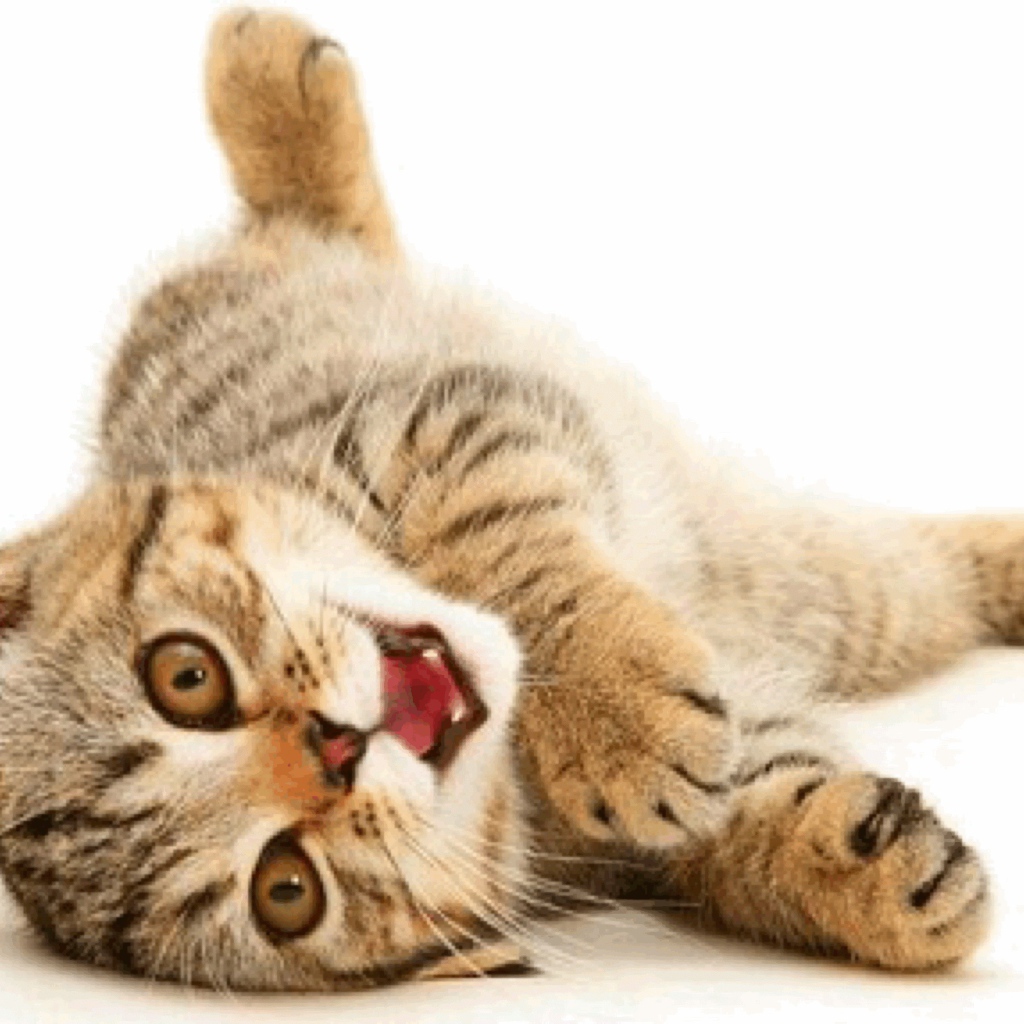 Веселая американская жесткошерстная кошка