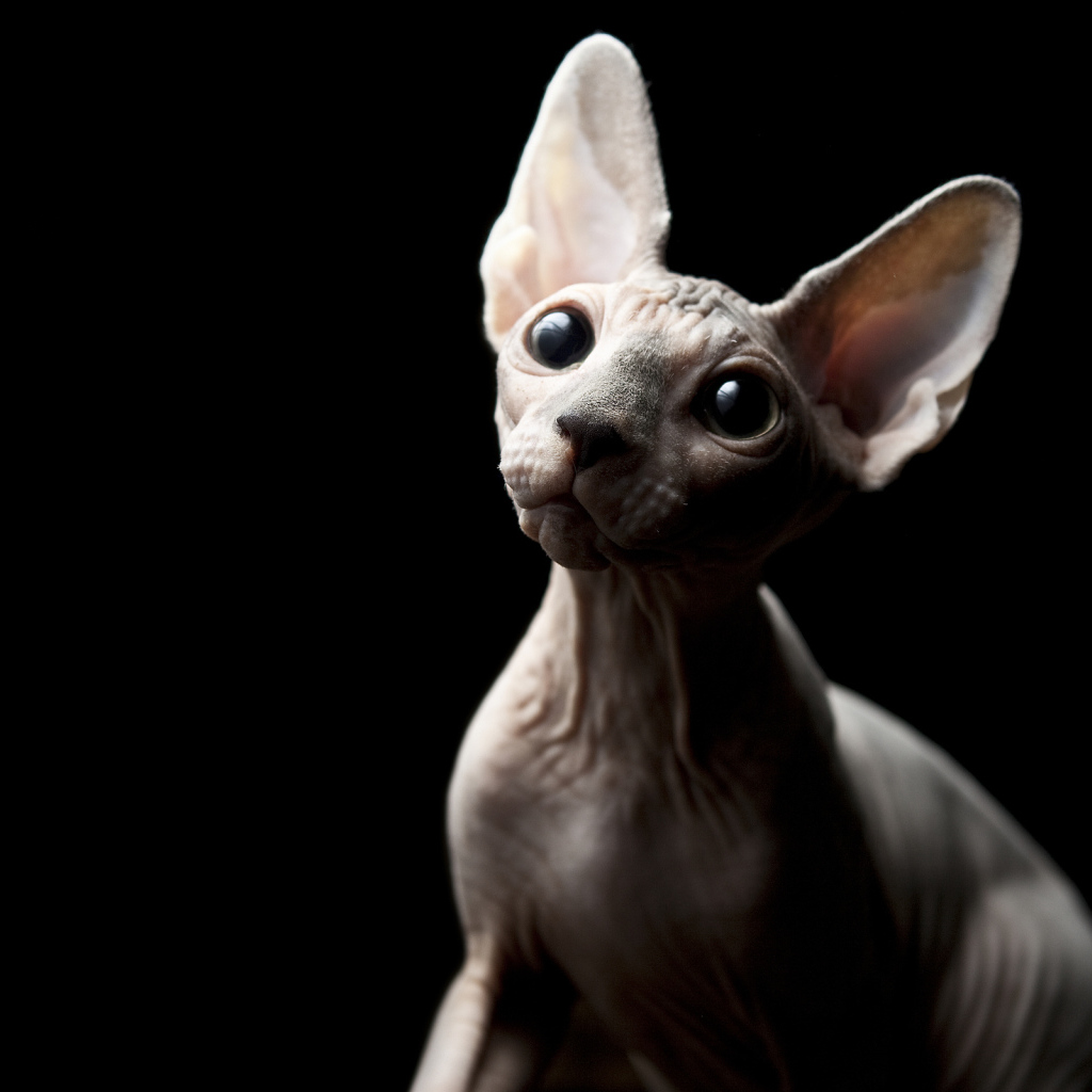 Кот минскин на черном фоне