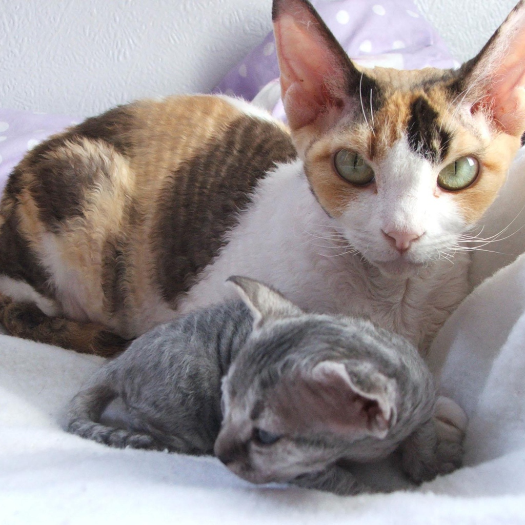 Мама девон-рекс с котенком