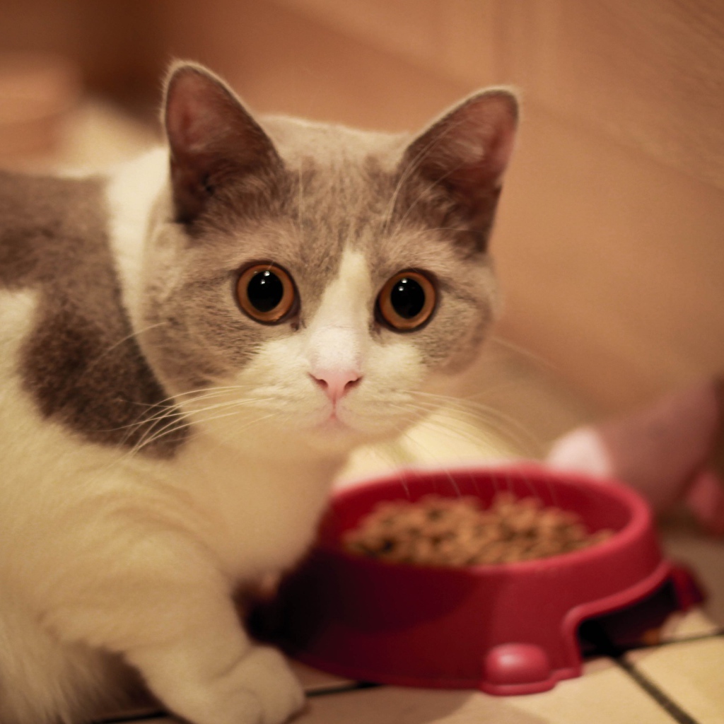 Кот манчкин у кормушки