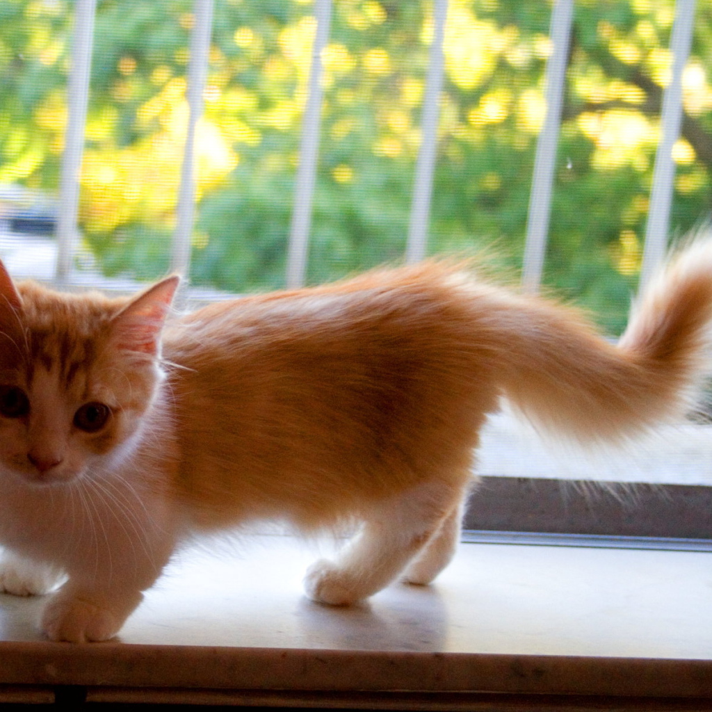 Котенок манчкин на подоконнике