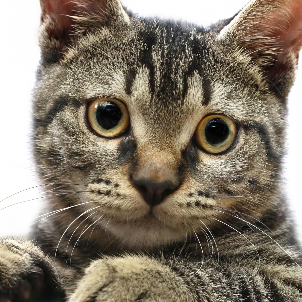 Мордочка американской жесткошерстной кошки