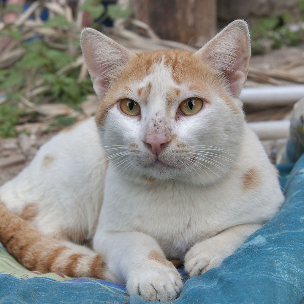 Мордочка кота аравийский мау