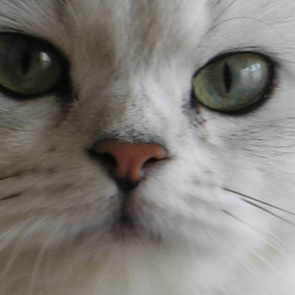 Мордочка британской длинношерстной кошки