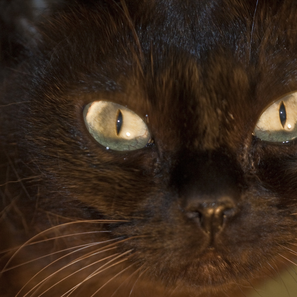 Мордочка бурманской кошки