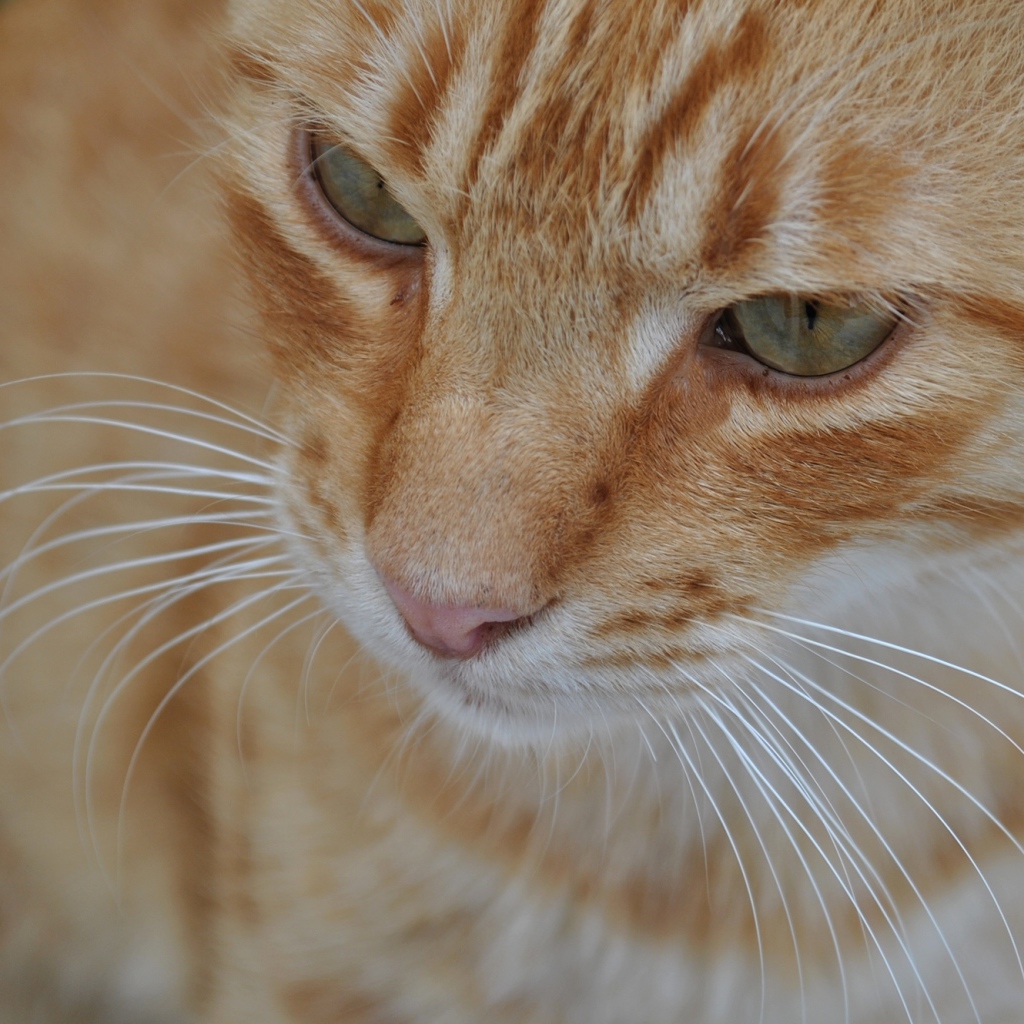 Мордочка курильского бобтейла