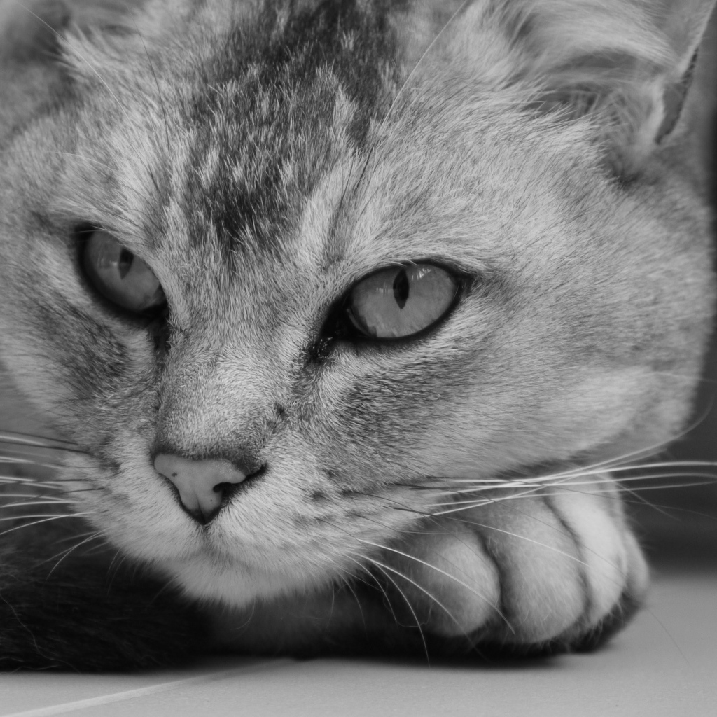 Морда кота бурмилла