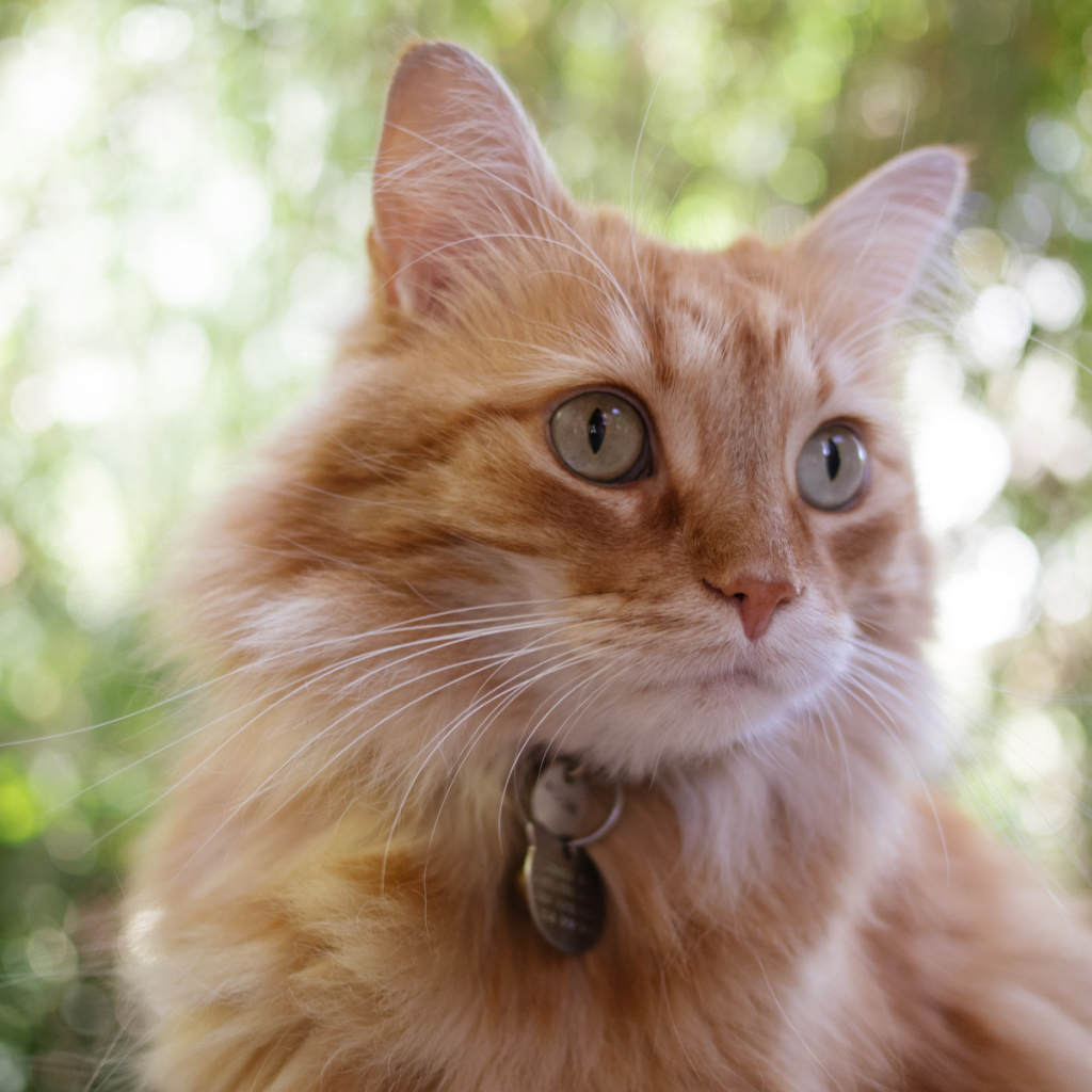 Мордочка кота кимрик