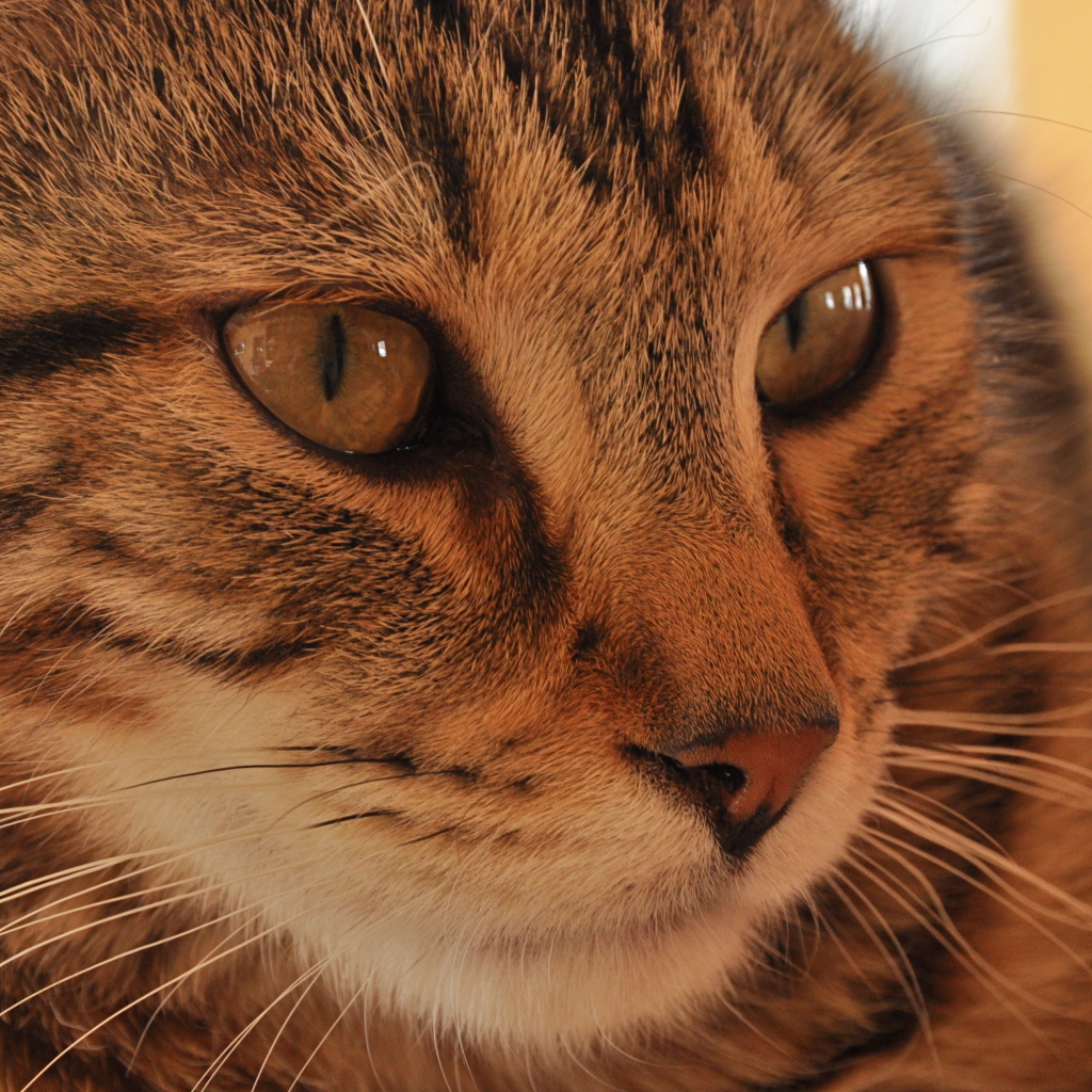 Морда кота пиксибоб