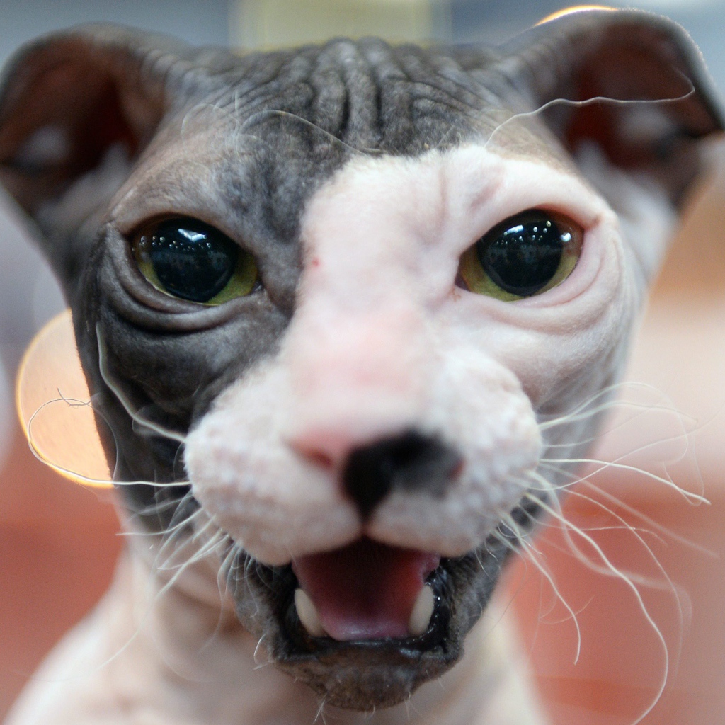 Морда кота украинский левкой