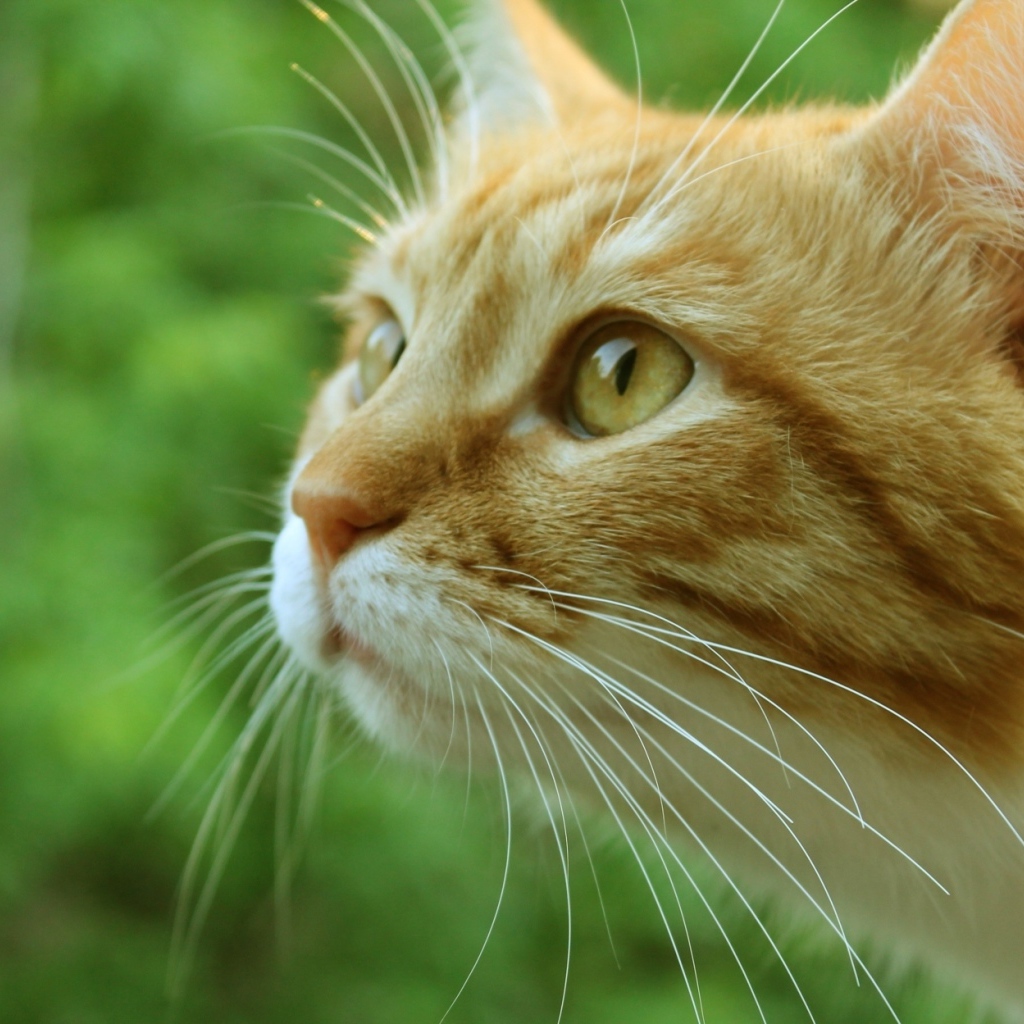 Морда рыжего кота