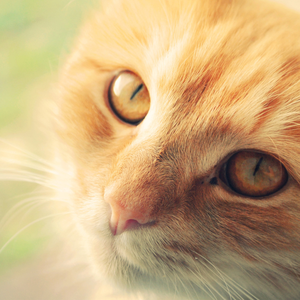 Морда рыжего кота